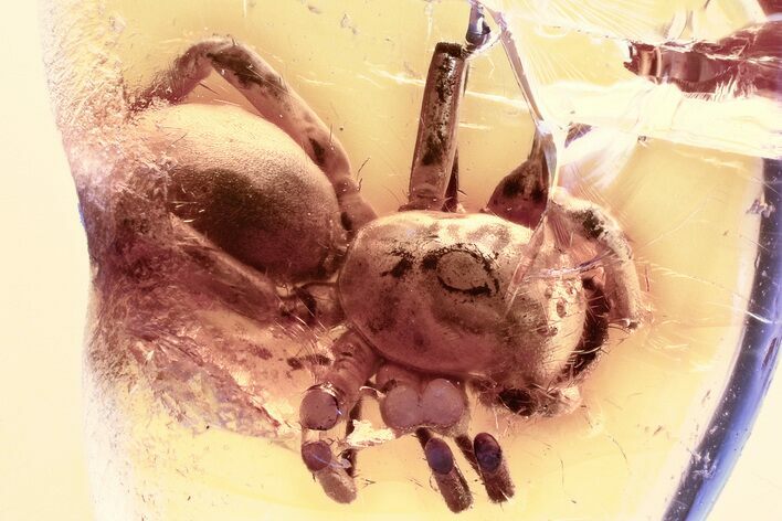 Detailed Fossil Spider (Araneae) In Baltic Amber #325418